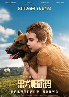 忠犬帕尔玛(2021) 1080PBT种子下载_忠犬帕尔玛1080P迅雷下载